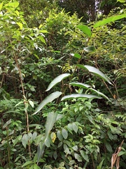 Heliconia mathiasiae