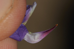 Lupinus albifrons