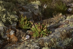 Dudleya anomala