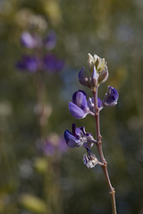 Lupinus albifrons