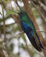 Pterophanes cyanopterus