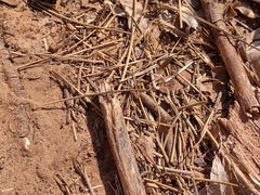 Myrmecocystus melliger