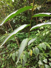 Heliconia mathiasiae