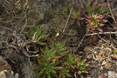 Dudleya anomala