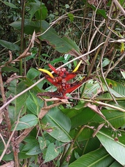 Heliconia mathiasiae