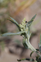 Chenopodium album