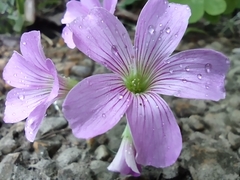 Oxalis debilis
