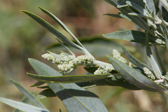 Chenopodium album