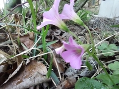 Oxalis debilis
