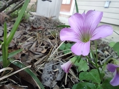 Oxalis debilis