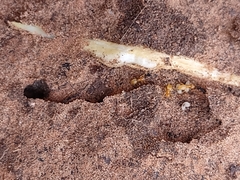 Lasius subumbratus