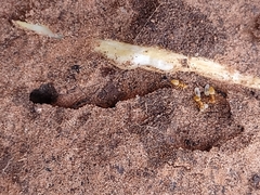 Lasius subumbratus