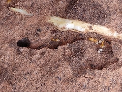 Lasius subumbratus