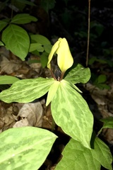 Trillium tennesseense