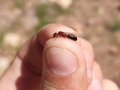 Camponotus sayi