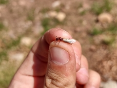 Camponotus sayi
