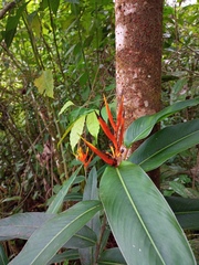 Heliconia longiflora