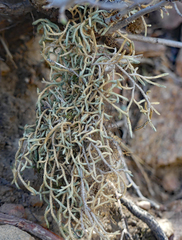 Selaginella mutica