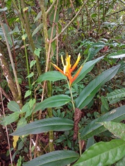 Heliconia longiflora