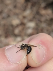 Andrena frigida