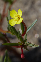 Camissonia contorta