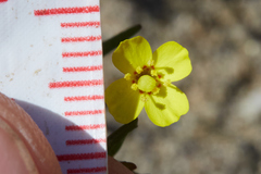 Camissonia contorta