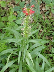 Lobelia cardinalis