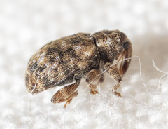 Conotrachelus recessus