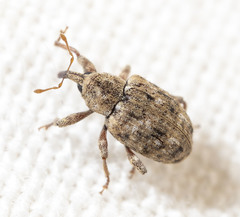 Conotrachelus recessus