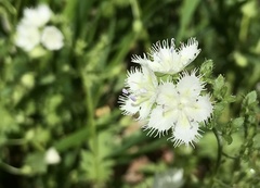 Phacelia fimbriata