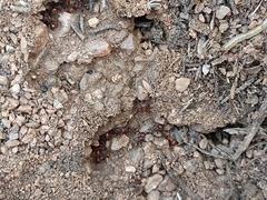 Pogonomyrmex huachucanus
