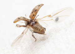 Conotrachelus recessus