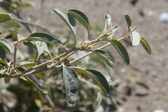 Croton californicus
