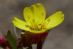 Camissonia contorta