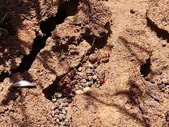 Pogonomyrmex huachucanus