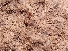 Pogonomyrmex huachucanus