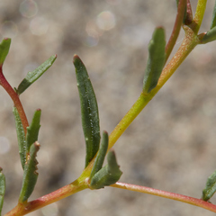 Camissonia contorta