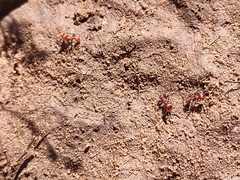 Pogonomyrmex huachucanus