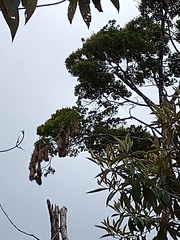 Psarocolius montezuma