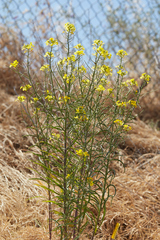 Erysimum capitatum angustatum