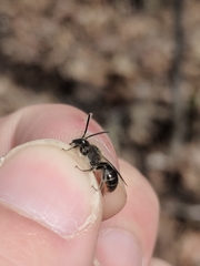 Andrena bradleyi