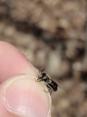 Andrena bradleyi