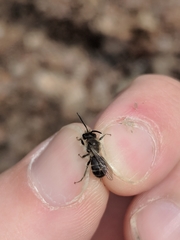 Andrena bradleyi