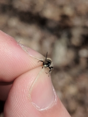 Andrena bradleyi
