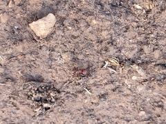 Pogonomyrmex huachucanus