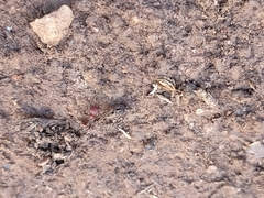 Pogonomyrmex huachucanus