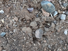 Pogonomyrmex huachucanus