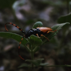 Dendrobias mandibularis reductus