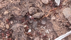 Pogonomyrmex huachucanus