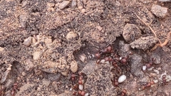 Pogonomyrmex huachucanus